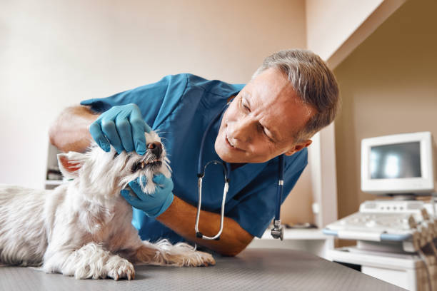 Best Broken or Chipped Tooth Repair in Brooklyn Center, MN
